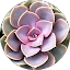 Zandri Avatar